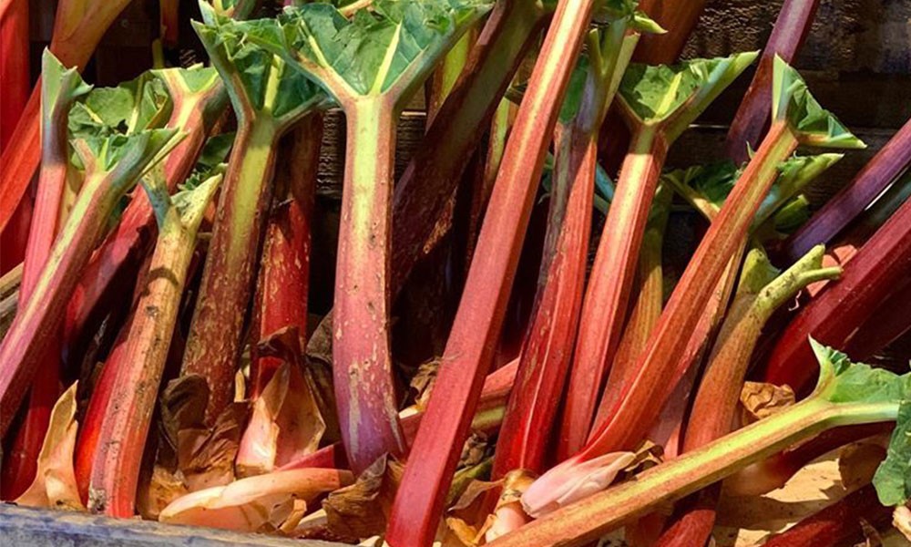 Rhubarb Cordial