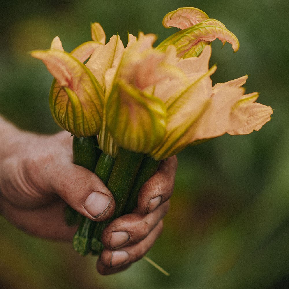 Stuffed Courgette Flowers Image 1