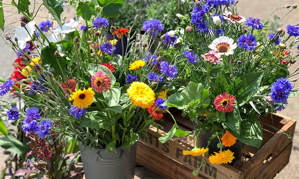 Pick-Your-Own Flowers