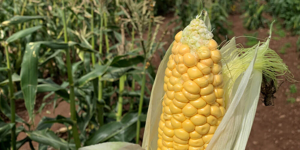 The Farm Table Sweetcorn Ribs