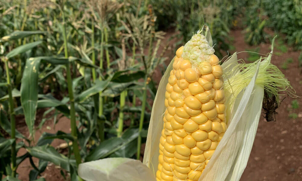 The Farm Table Sweetcorn Ribs