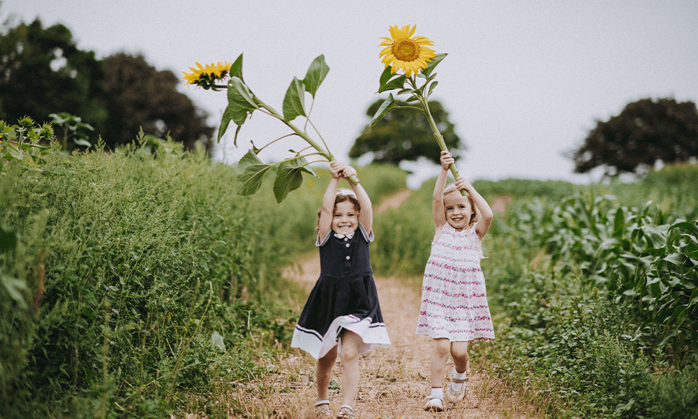 Darts_Farm_Sunflowers