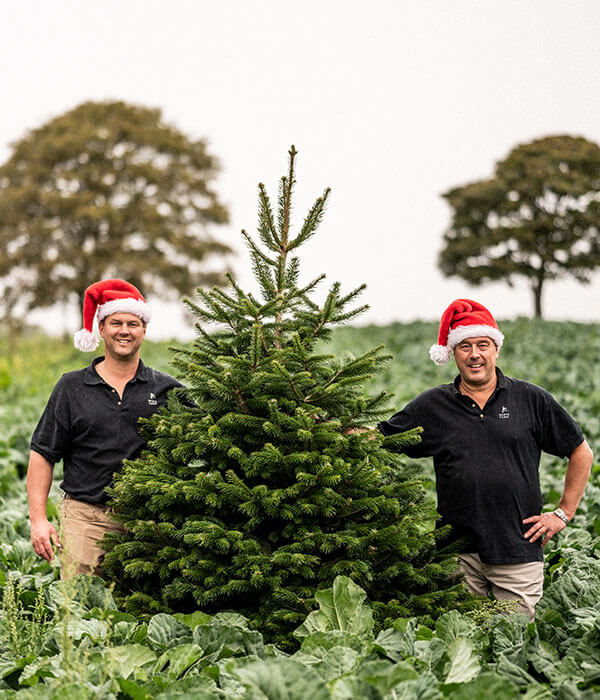 Xmas_Trees_Darts_Farm_Devon_600x700