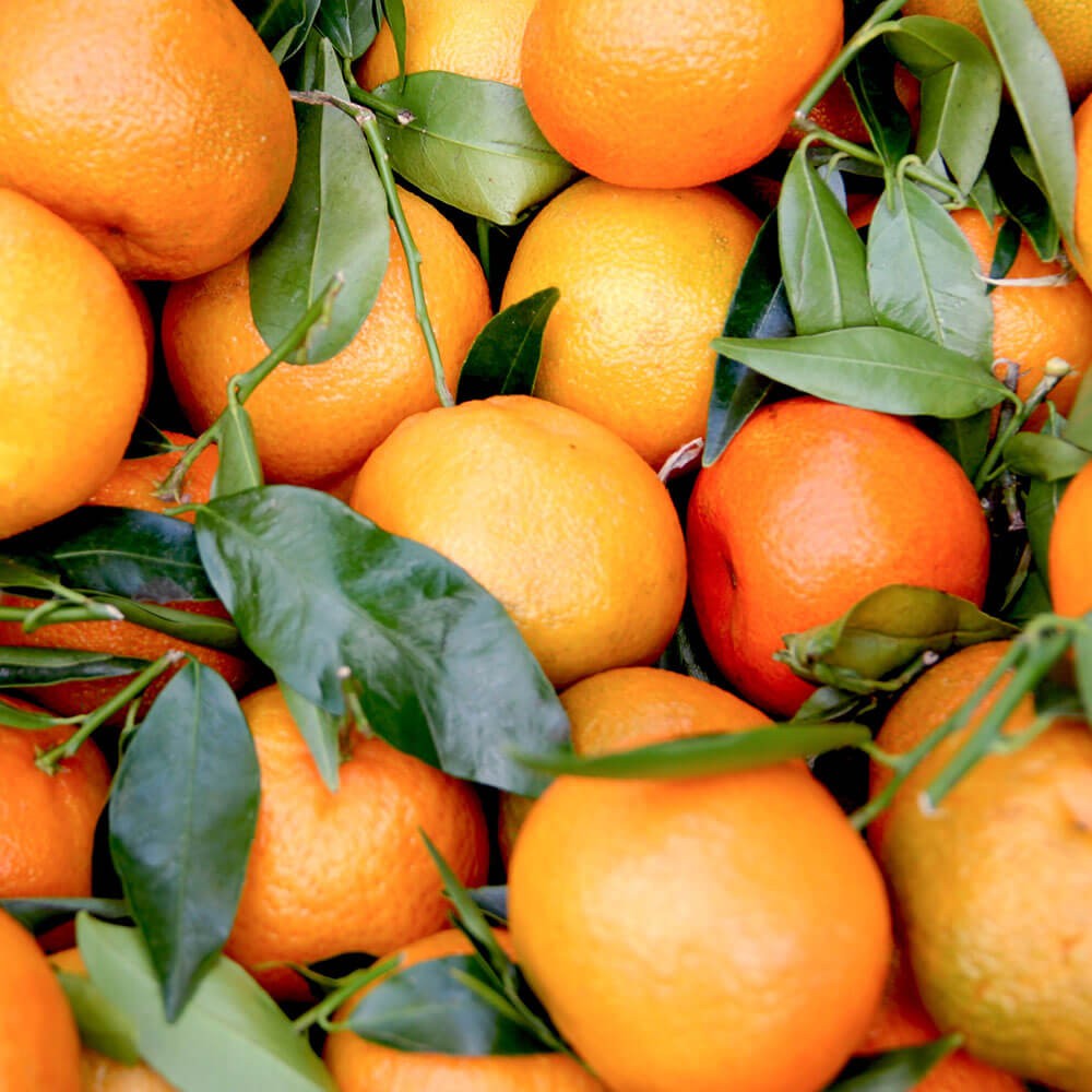 Seville Orange Marmalade Image 1