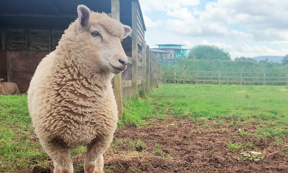 Dorset_Poll_Ewe_Darts_Farm_Devon_1000x600