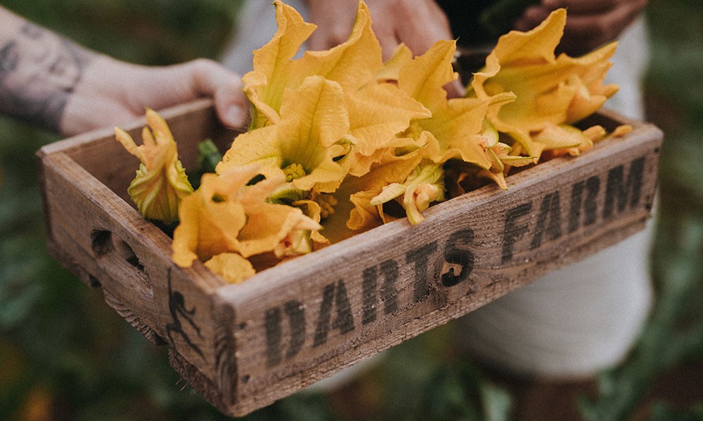 Fried Courgette Flowers with Honey and Vinegar