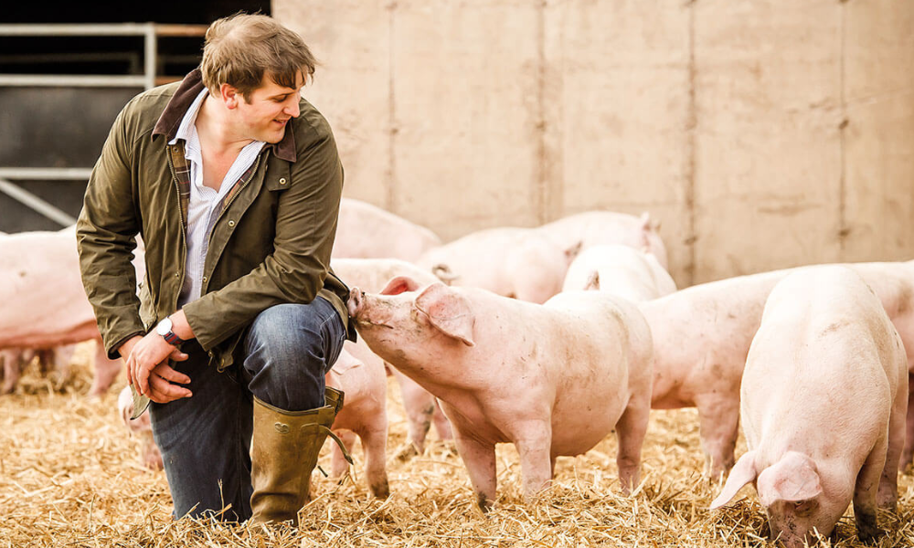 Pigs_Local_Darts_Farm_Blog_1000x600