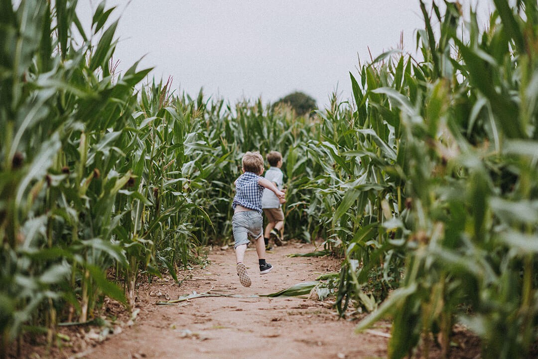 Maize Maze