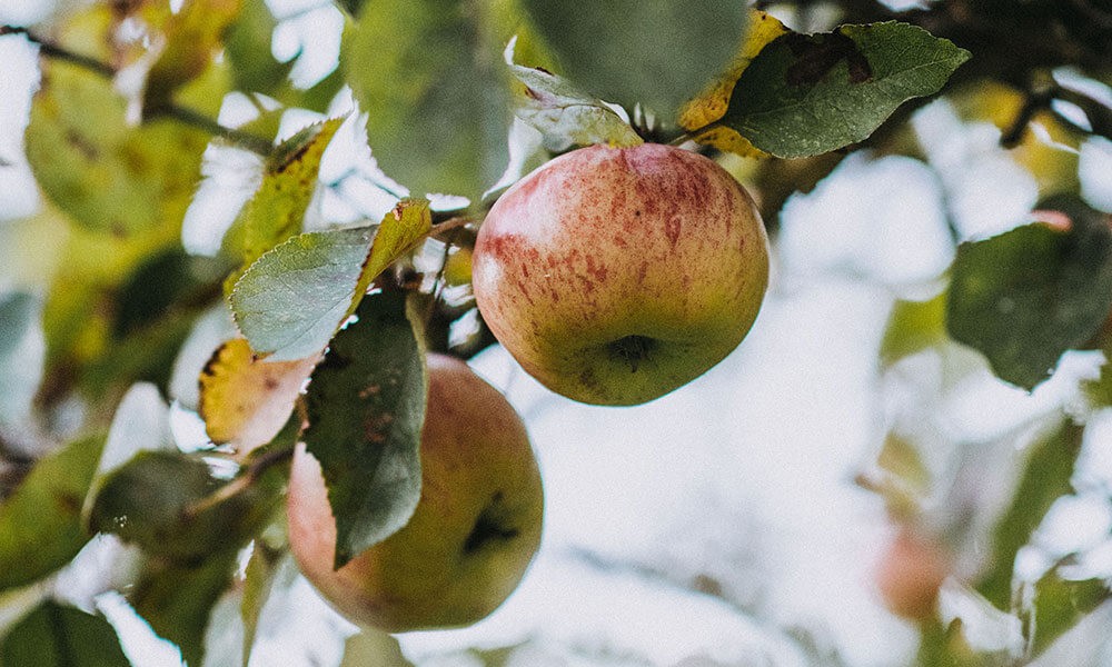 Community Cider Apple Pressing