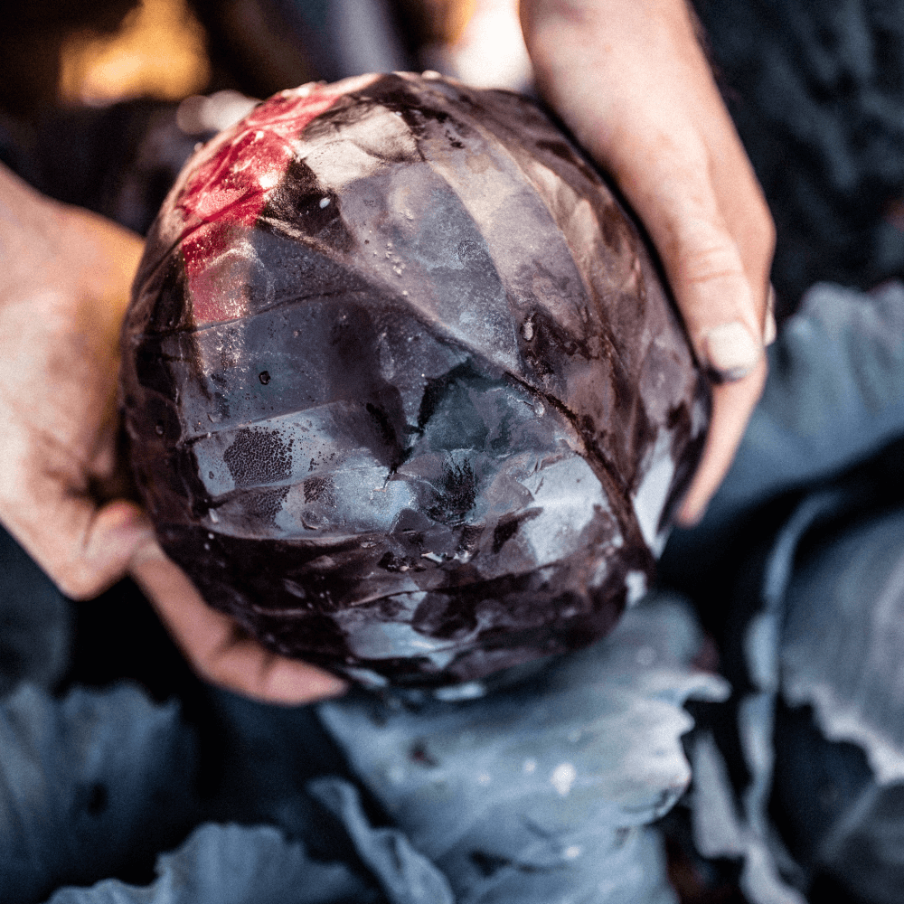 TOM'S FESTIVE PEBBLEBED RED CABBAGE Image 1