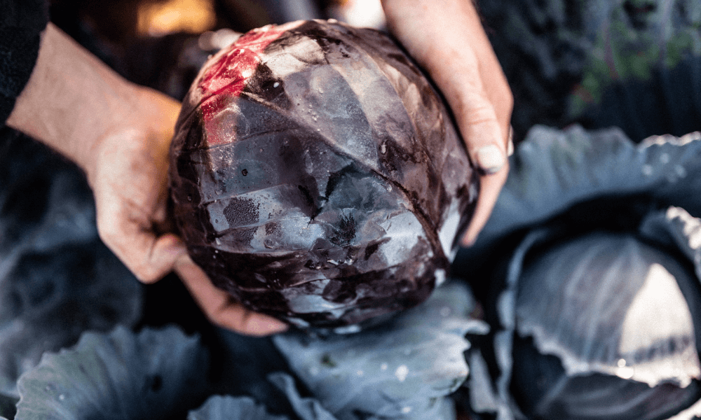 Michael Caines' Braised Red Cabbage Image 2