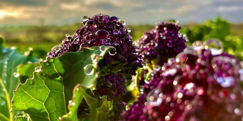 Purple Sprouting Gratin