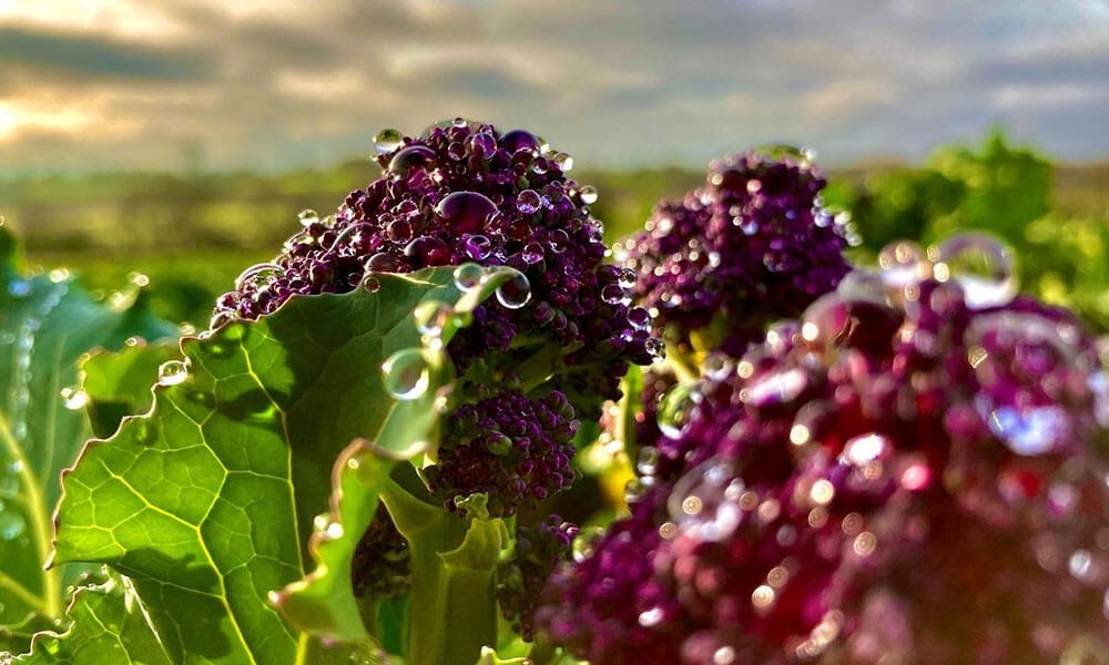 Purple Sprouting Gratin