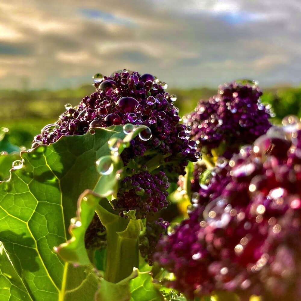 Purple Sprouting Gratin Image 1