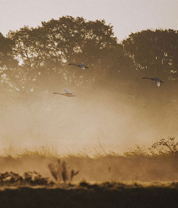 Wetlands_Mist_Darts_Farm_Devon_600x700