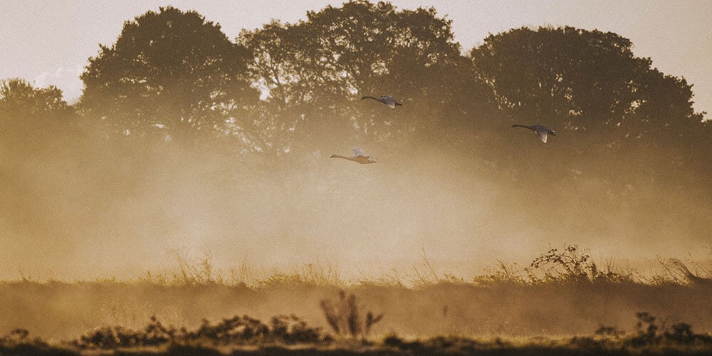 The Power of our Wetlands