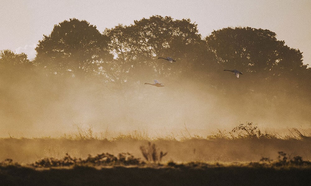 The Power of our Wetlands