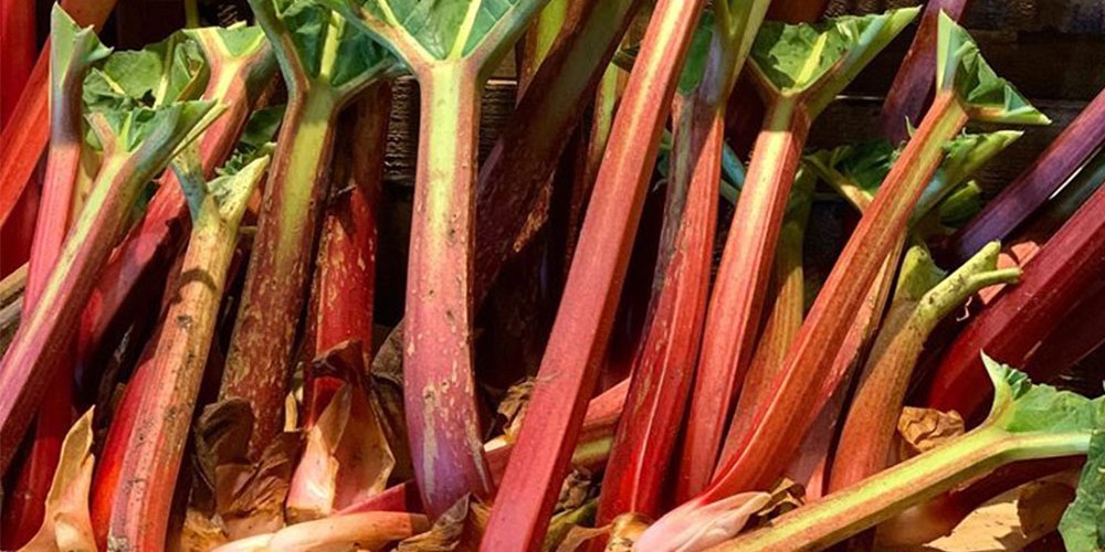 Rhubarb and Gingernut Cheesecake