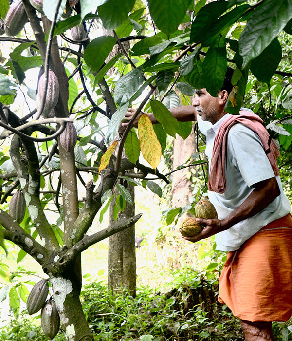 Idukki_Darts_Farm_Devon_600x6700