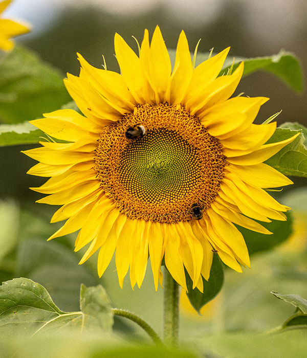 Sunflower_Bee_Darts_Farm_Devon_600x700