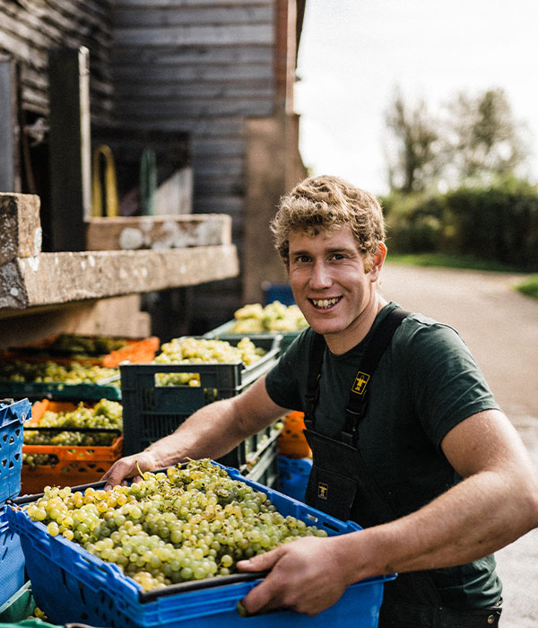 Alex_grape_harvest_pebblebed