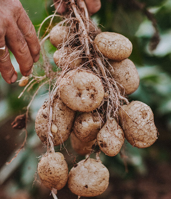 potatoes_picked