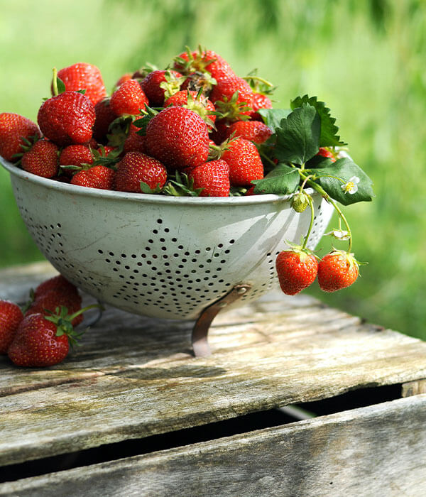 wild_strawberries