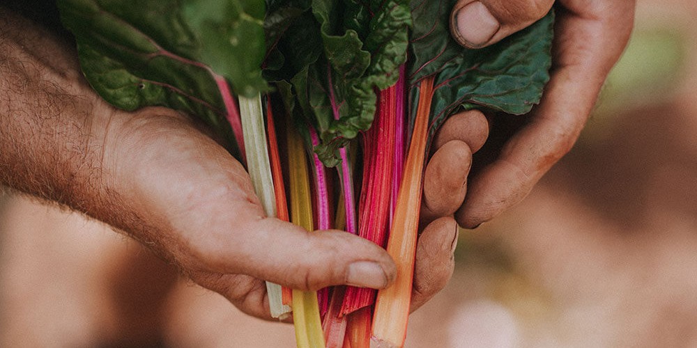 DARTS FARM CHARD WITH GARLIC, QUINOA, TOMATOES AND PARSLEY