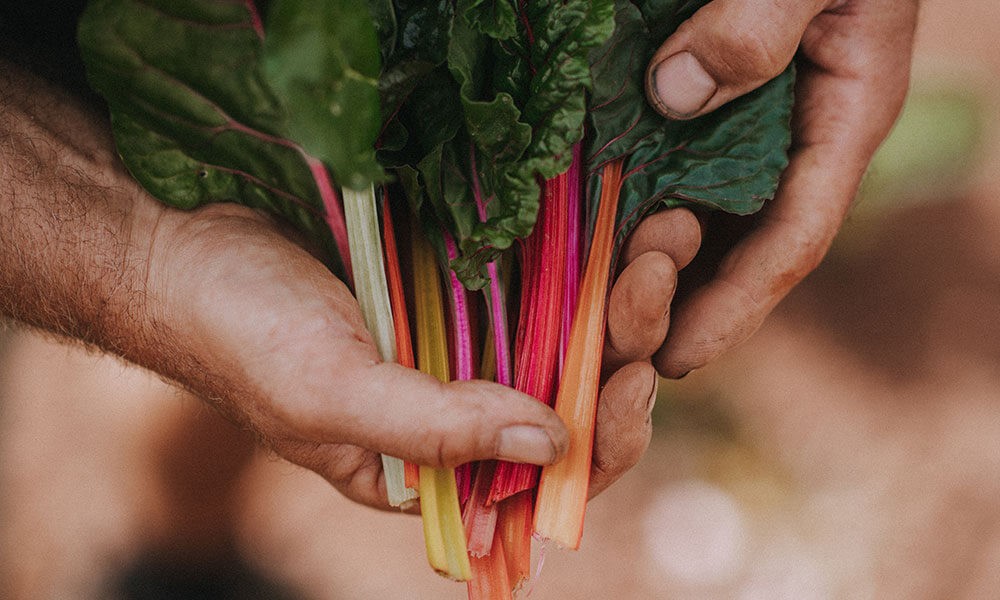 DARTS FARM CHARD WITH GARLIC, QUINOA, TOMATOES AND PARSLEY