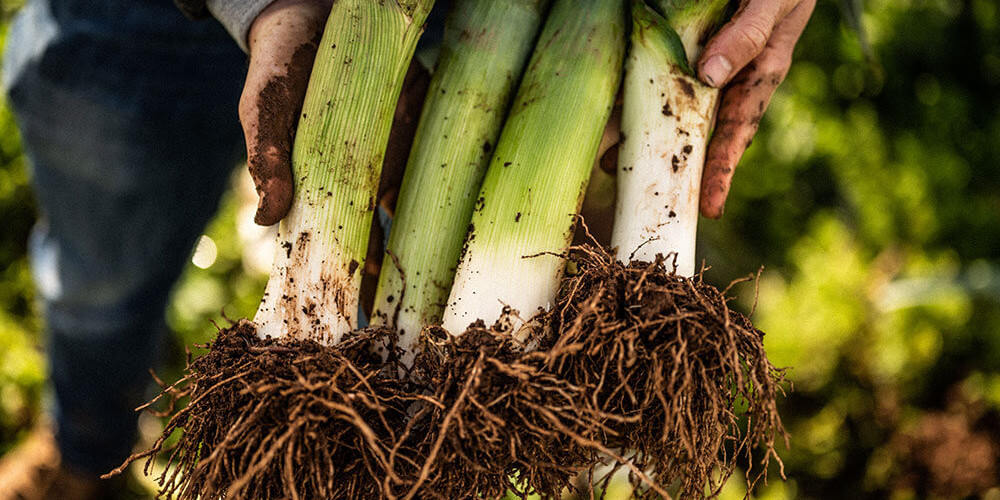 Buttered Spring Leeks