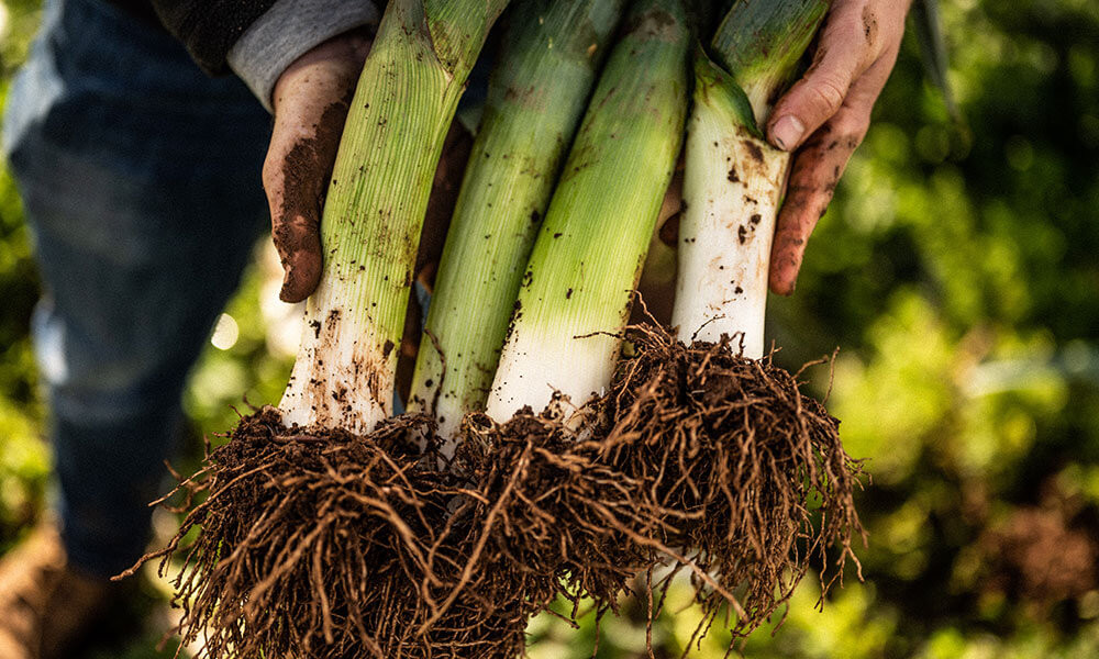 Buttered Spring Leeks