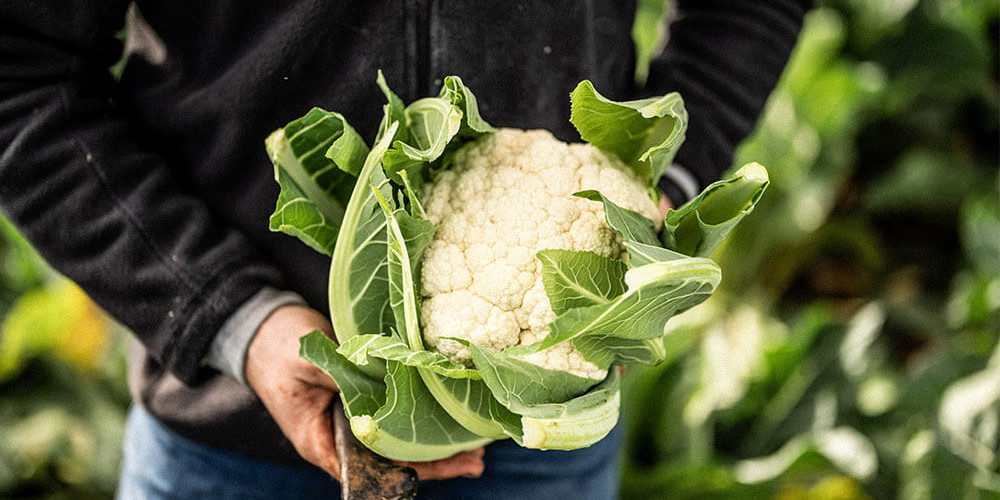 Harissa Roast Cauliflower with creamy tahini & yoghurt