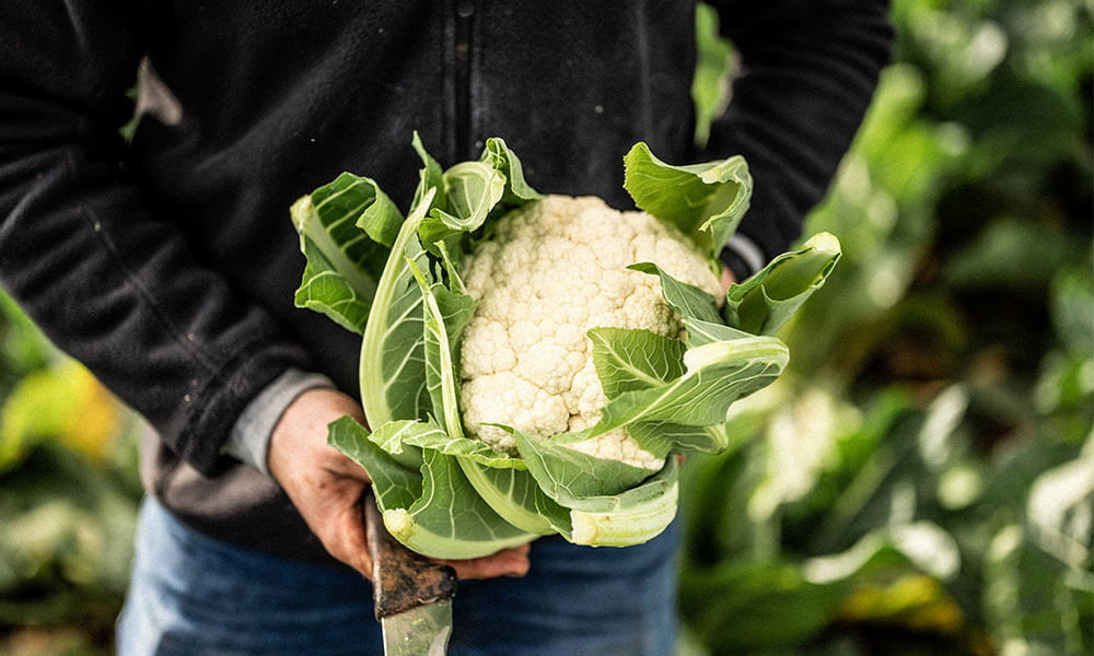 Harissa Roast Cauliflower with creamy tahini & yoghurt