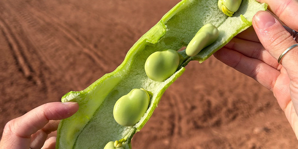 Broad Bean Smash