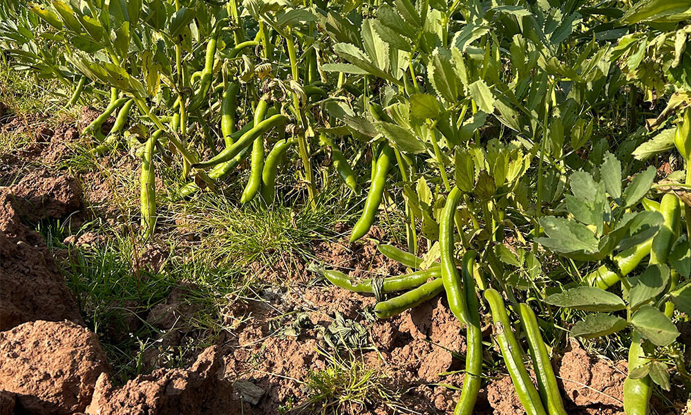 Broad Bean Smash Image 2