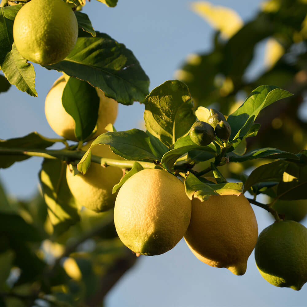 Amalfi Limoncello Image 1