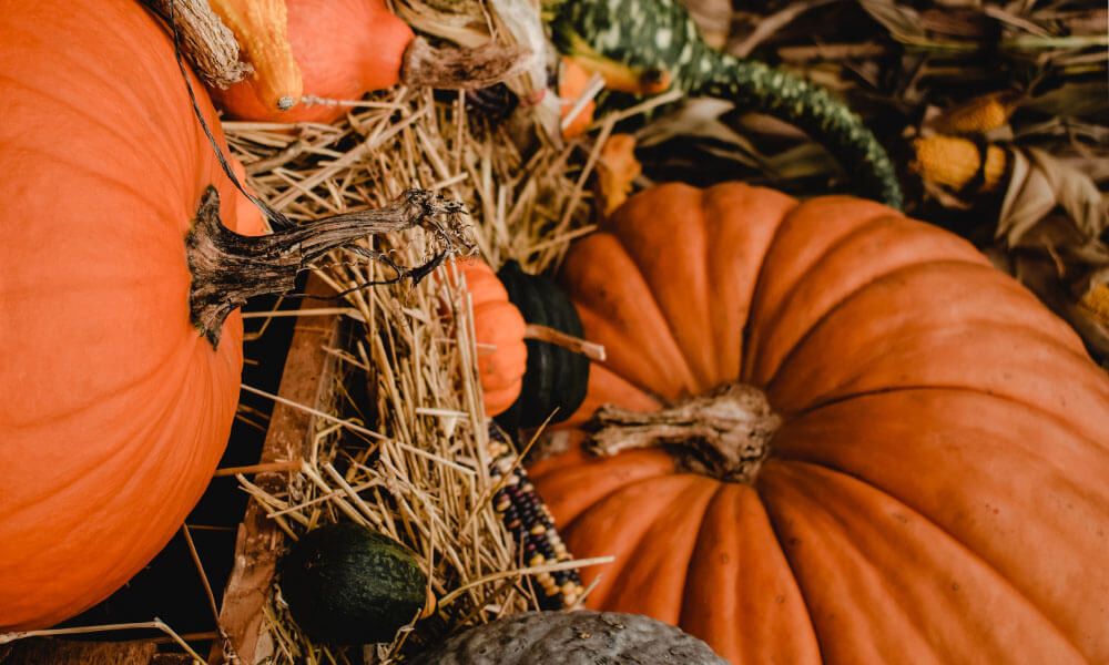 DARTS ROASTED PUMPKIN SOUP