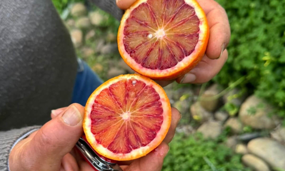 TAROCCO FIRE  BLOOD ORANGE CAKE