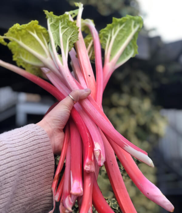 Rhubarb_The_Farm_Table_600x700