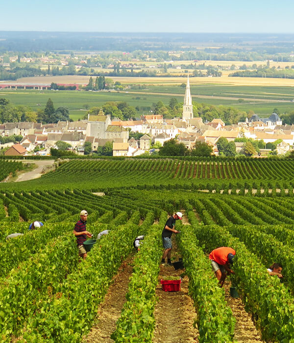 Burgundy_Wine_Dinner_600x700