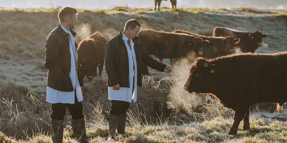 Master_Butchers_Fields_Cattle_Darts_Farm_Devon_1000x500