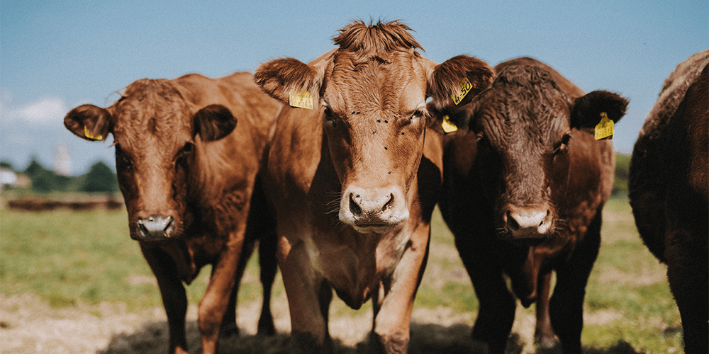 ruby-red-cattle-spring-summer-darts-farm-devon_1000x500