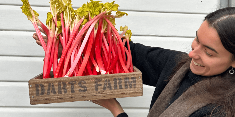 Seasonal Spotlight: Forced Yorkshire Rhubarb
