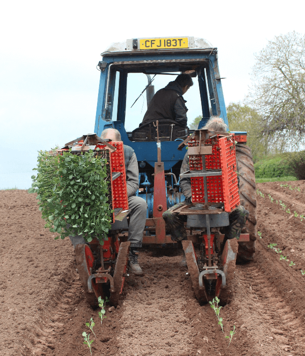 planting