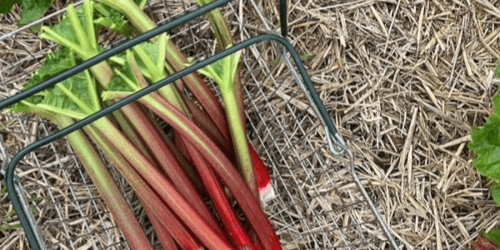 The Hungry Gap: Nature's Pause