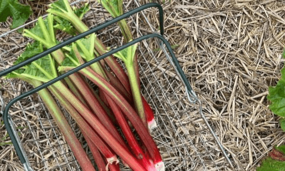 The Hungry Gap: Nature's Pause