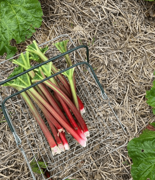 rhubarb