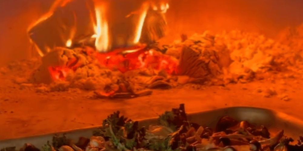The Magic of Mushrooms with Forest Fungi