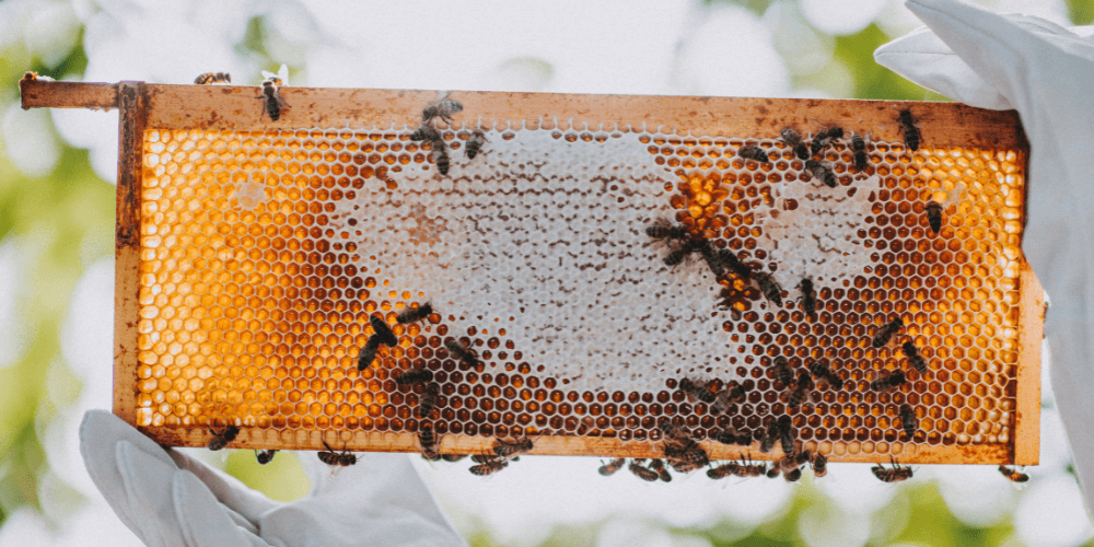 Darts Farm Honey Blog