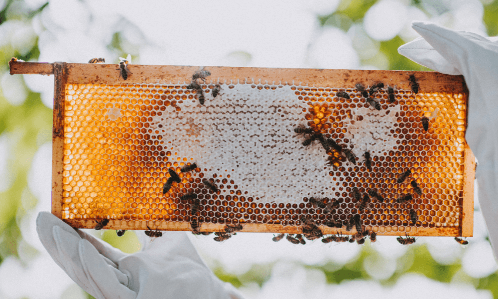 Darts Farm Honey Blog
